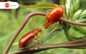 Che phủ cây non giúp phòng ngừa bọ dưa tấn công nhanh chóng, hiệu quả