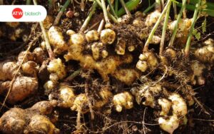 Kỹ thuật trồng gừng chuẩn chuyên gia cho năng suất cao