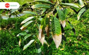 Bệnh cháy lá chết ngọn có thể do nhiều nguyên nhân khác nhau