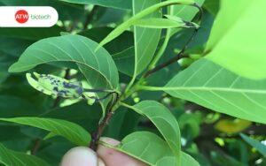 Bọ xít muỗi gây hại trên cây ổi