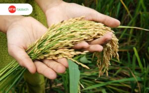 Bội thu sau khi trị sạch sâu cuốn lá