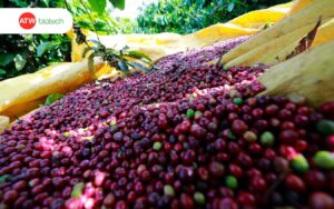 Cà phê Robusta Việt Nam xuất khẩu sang EU