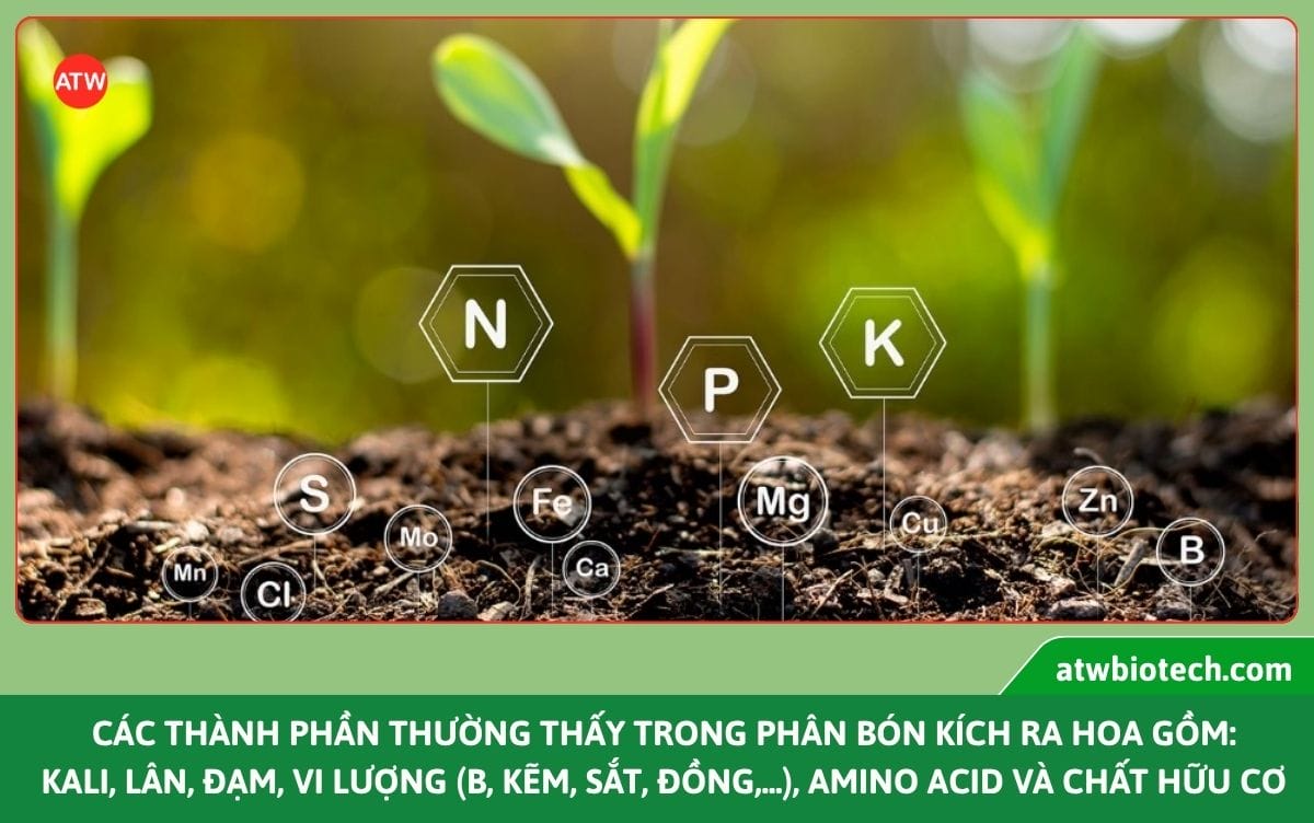 Phân bón siêu ra hoa ATW Blossom kích ra đều, hạn chế rụng