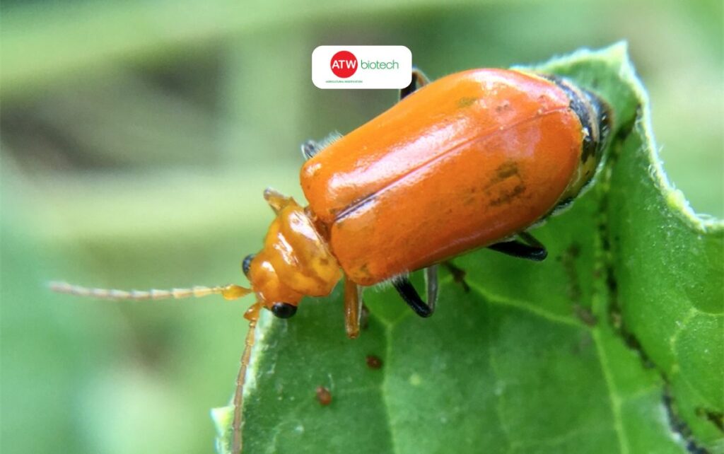 Bật mí bí quyết trị bọ dưa hiệu quả