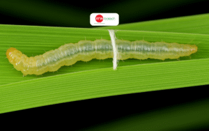 Cách trị sâu uốn lá