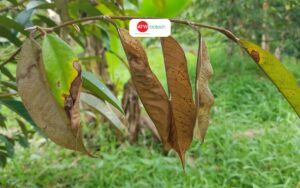 Cháy lá chết ngọn ở sầu riêng