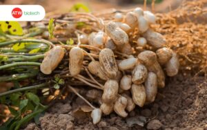 Chọn giống lạc kỹ càng để đạt năng suất cao