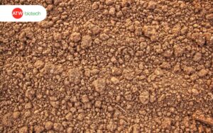 Đất trồng cà phê Tây Nguyên bị thoái hóa
