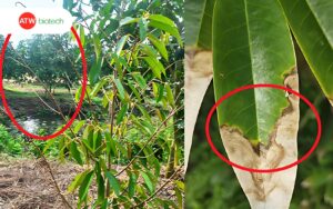 Độ ẩm cao là điều kiện vàng giúp nấm bệnh phát triển