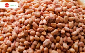 Hạt lạc chất lượng cao khi được chăm sóc kỹ càng