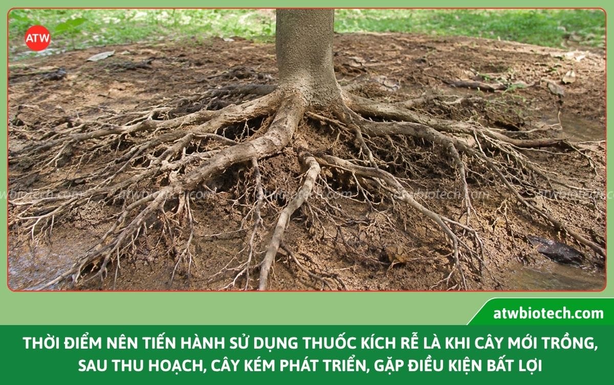 Thuốc kích rễ cho cây ATW RootUp hỗ trợ bảo vệ, ra rễ nhanh