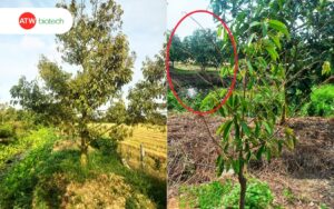 Lá sầu riêng cháy khô khi bị cháy lá chết ngọn