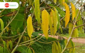 Lá sầu riêng vàng do thiếu dinh dưỡng