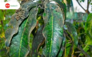 Lá xoài phủ một lớp muội đen do nấm bồ hóng