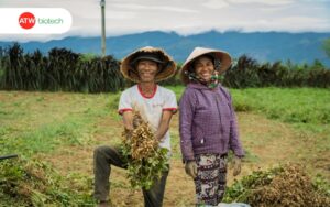 Lạc vụ thu hè được nông dân thu hoạch