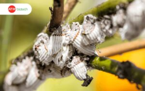 Nấm bồ hóng gây hại tới cây trồng