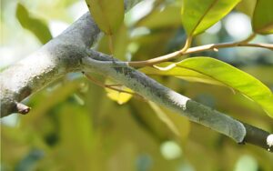 Nấm hồng gây hại nghiêm trọng đến năng suất thu hoạch