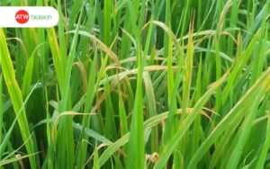 Ruộng lúa bị cháy bìa lá trong điều kiện ẩm ướt