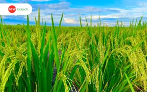 Ruộng lúa sau khi áp dụng biện pháp phòng trị cháy bìa lá lúa
