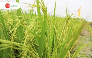 Ruộng lúa sau khi xử lý rầy nâu bằng ATW Sauray WP