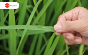Sâu cuốn lá gây hại trên lúa