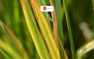 Thận trọng với cháy bìa lá lúa