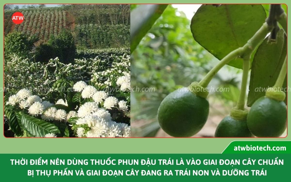 Thuốc đậu quả ATW Fuma hỗ trợ đậu trái, hạn chế rụng non