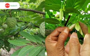 Thụ phấn bổ sung cho hoa na giúp tăng khả năng đậu trái