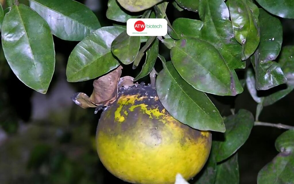 Tìm hiểu về nấm bồ hóng