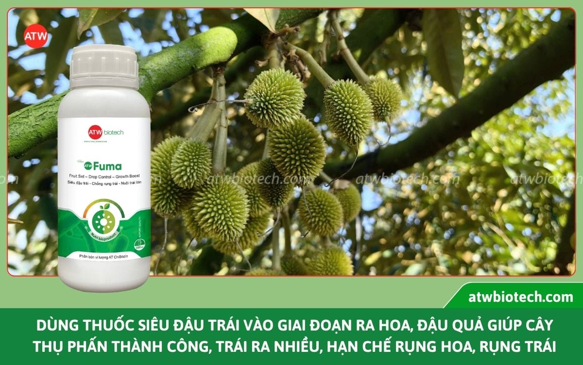 Thuốc đậu quả ATW Fuma hỗ trợ đậu trái, hạn chế rụng non
