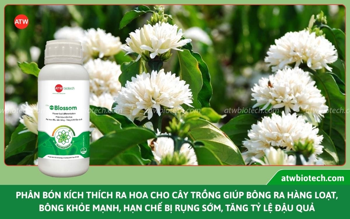 Phân bón siêu ra hoa ATW Blossom kích ra đều, hạn chế rụng