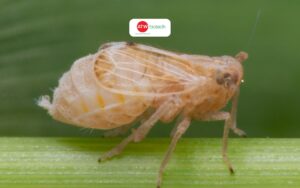 Cách phòng trị rầy nâu hiệu quả