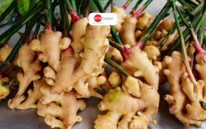 Trồng gừng vào tháng mấy thì tốt