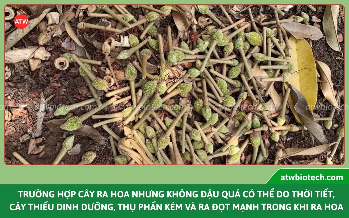 Thuốc đậu quả ATW Fuma hỗ trợ đậu trái, hạn chế rụng non