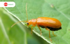 Vòng đời gây hại của bọ dưa trải qua bốn giai đoạn