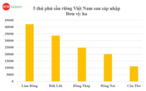 Lâm Đồng trở thành thủ phủ sầu riêng lớn nhất cả nước sau sáp nhập