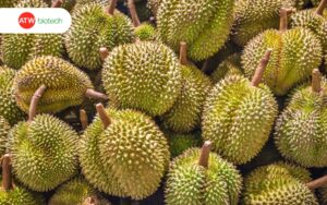 Sáp nhập tình thành mang tới nhiều cơ hội cho các hộ trồng sầu