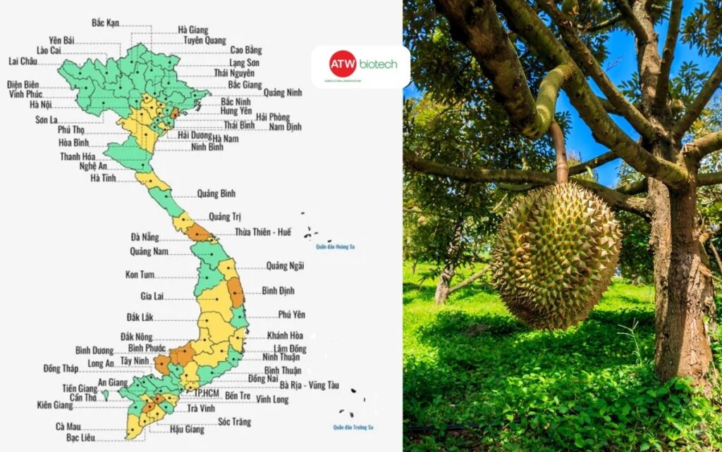 Thủ phủ sầu riêng trước và sau sáp nhập