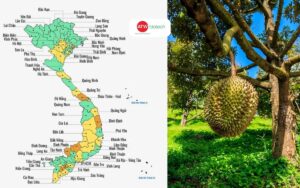 Thủ phủ sầu riêng trước và sau sáp nhập