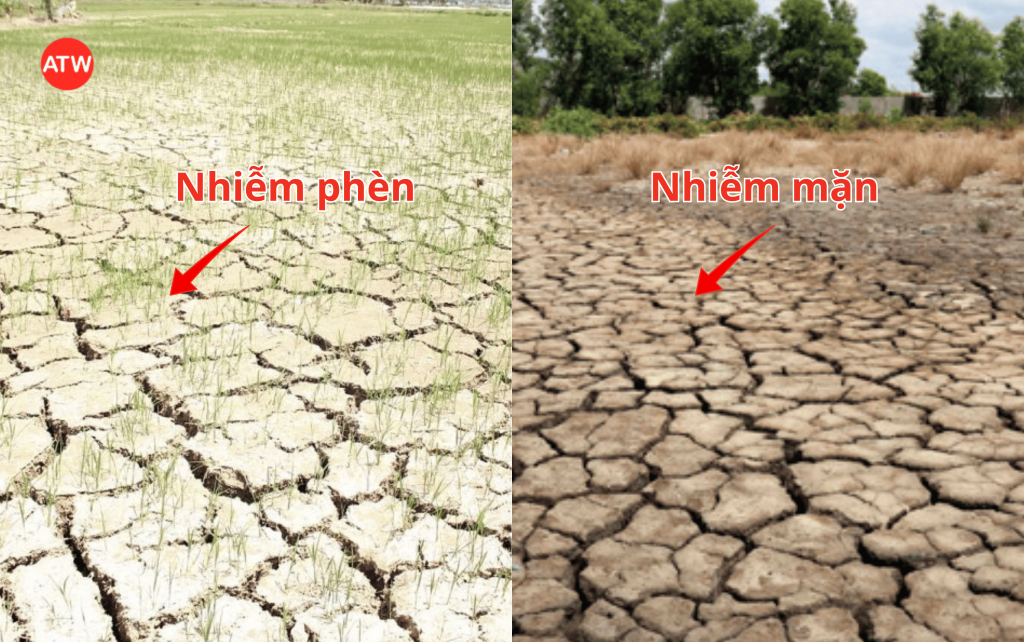 Đất nhiễm mặn, nhiễm phèn là gì?
