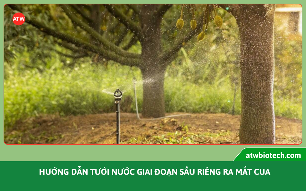 huong-dan-tuoi-nuoc-sau-rieng