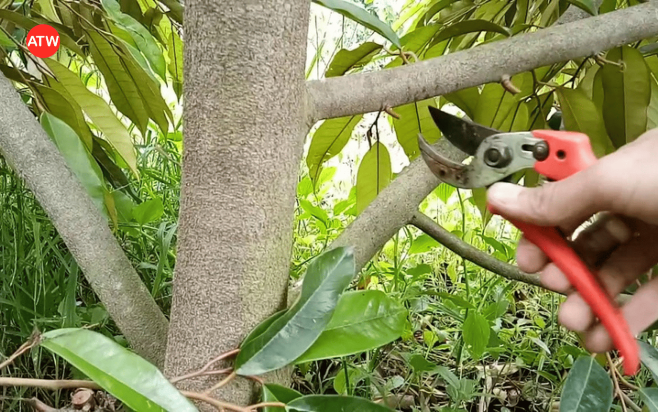 Tỉa cành, tạo tán sầu riêng