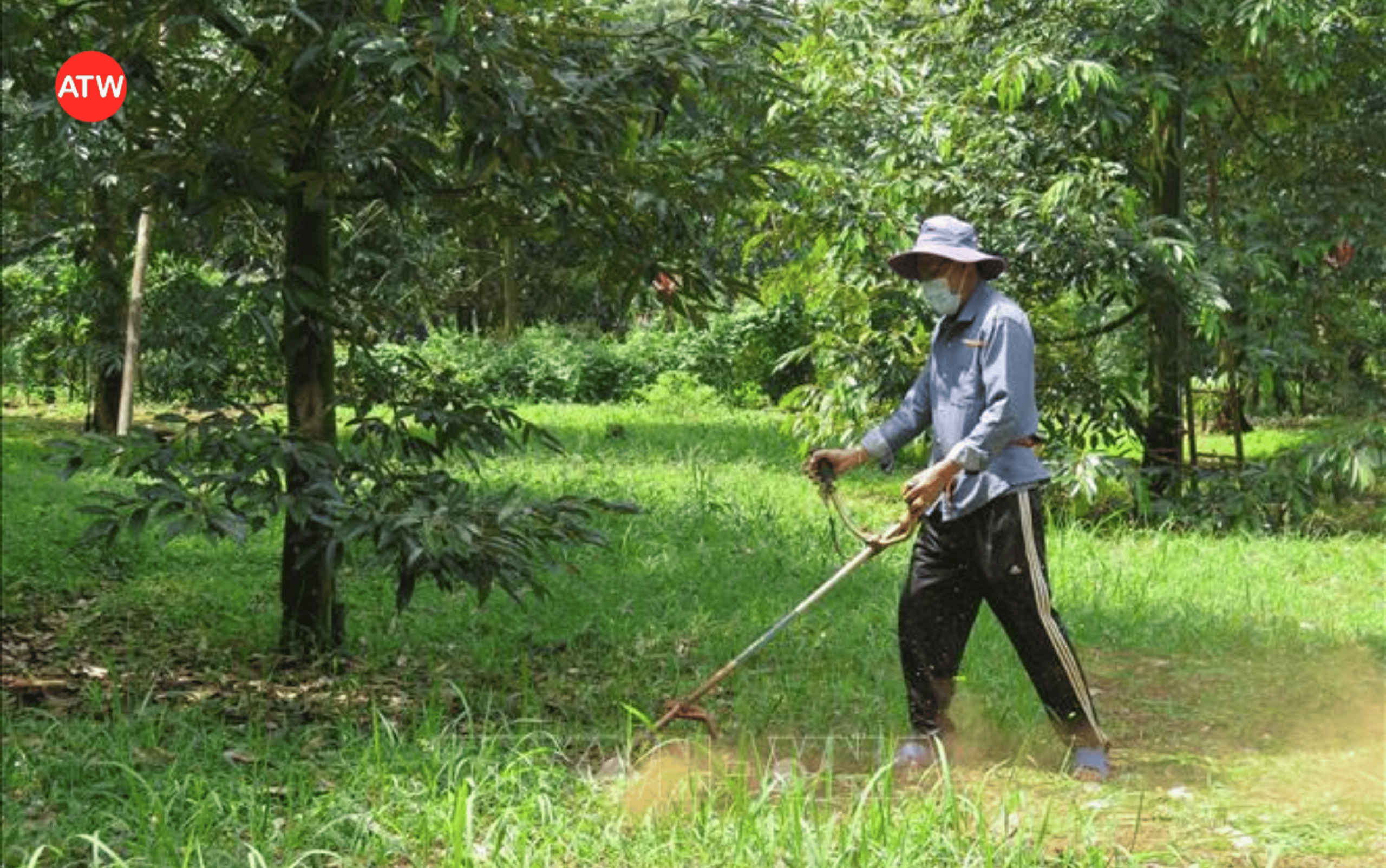 Vệ sinh vườn và cải tạo đất