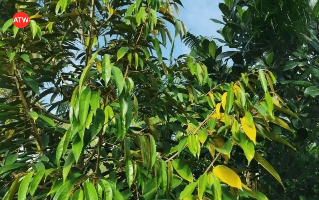 Dấu hiệu nhận biết tuyến trùng qua lá
