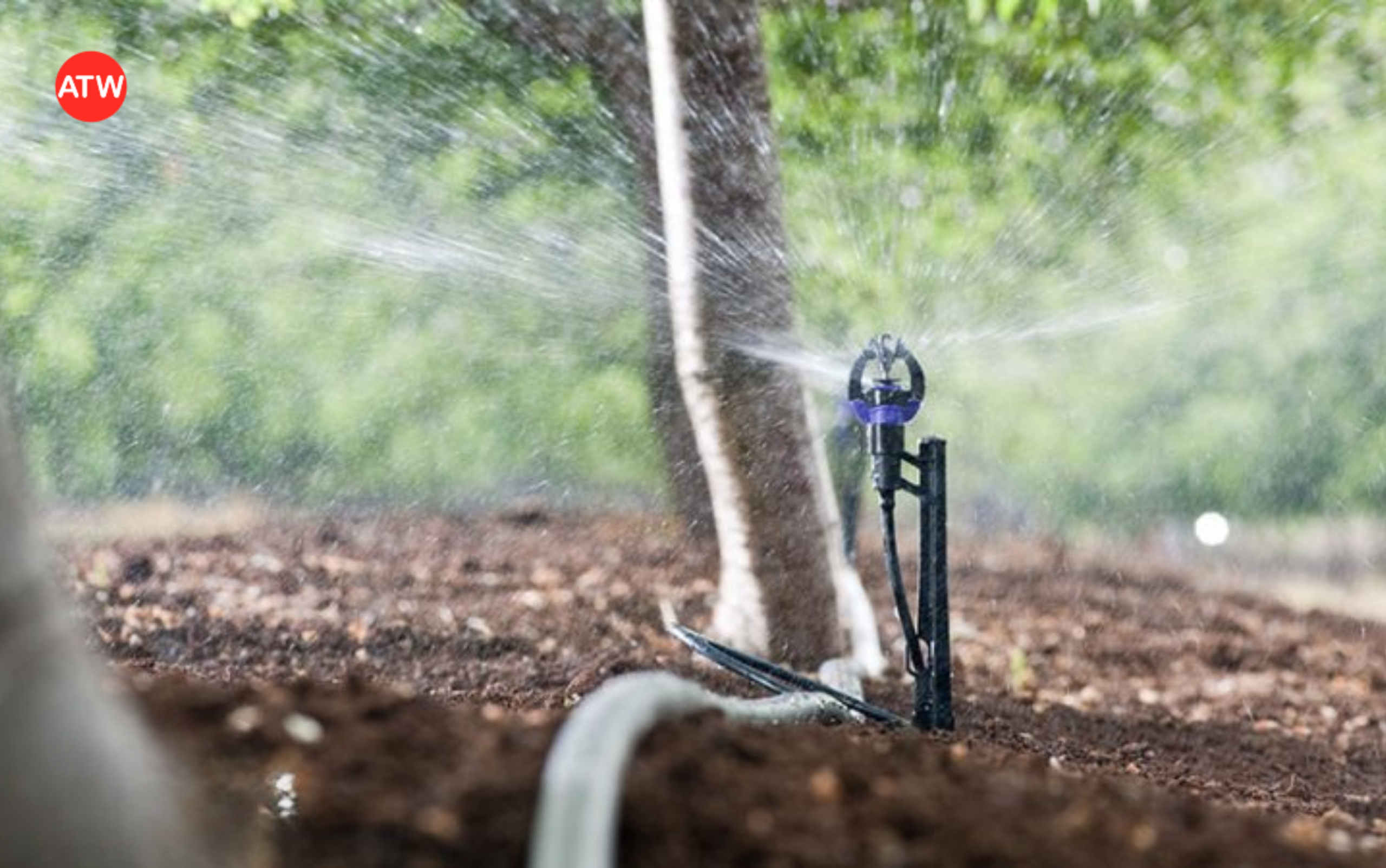 Vì sao cần siết nước trước khi sầu riêng ra mắt cua?