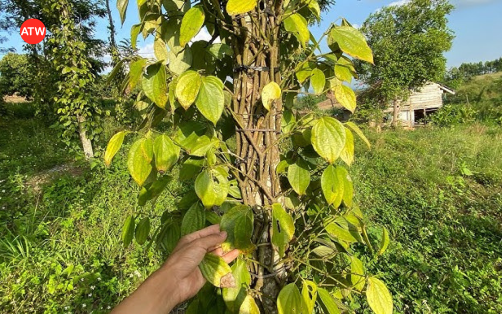 Bệnh vàng lá trên cây hồ tiêu