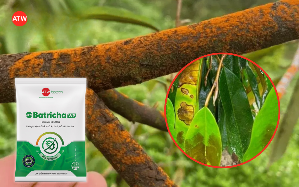 Thuốc trị nấm sầu riêng hiệu quả