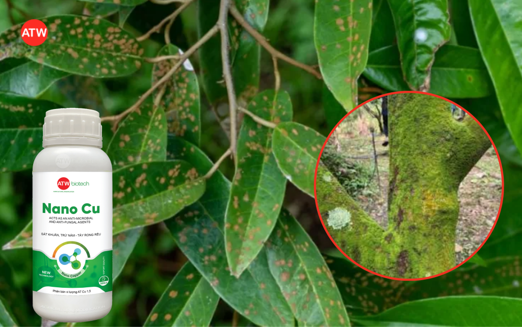 Thuốc trị nấm sầu riêng hiệu quả