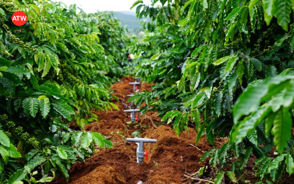 Giải pháp cải tạo đất - phục hồi bộ rễ từ ATW