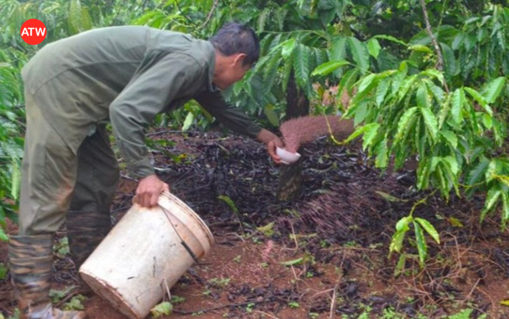 Chế độ dinh dưỡng giúp ngăn chặn vàng lá hiệu quả